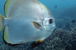 Sipadan_2015_Platax Orbiculaire_Platax orbicularis_IMG_2378_rc